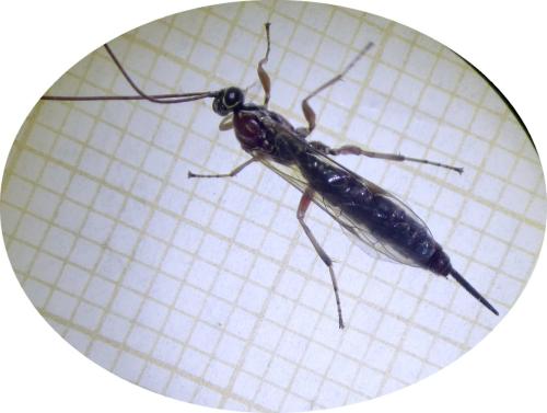 Réf. 296 194 : Tromatobia lineatoria